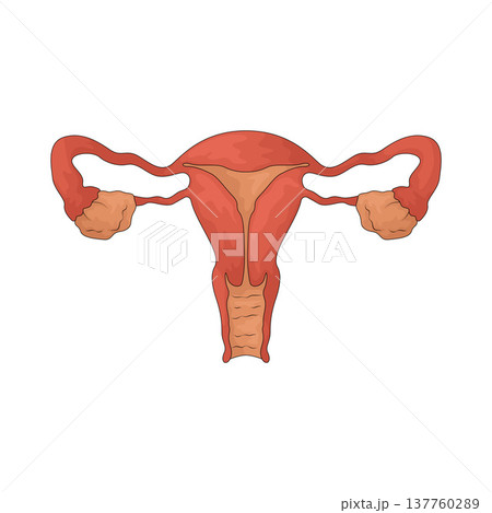 Illustration of Female Reproductive System 137760289