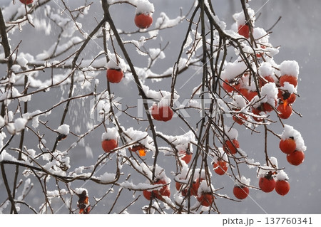雪と残り柿の風景 137760341