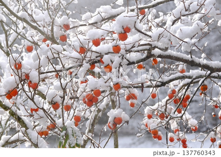 雪と残り柿の風景 雪と残り柿の風景 137760343