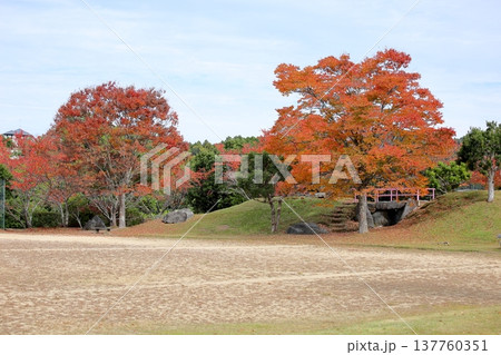 ケヤキの木 鮮やか紅葉 ケヤキの木 鮮やか紅葉 137760351