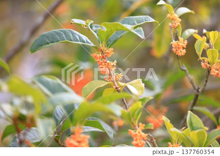 満開　キンモクセイの花 137760354