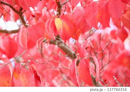 鮮やか紅葉　ハナミズキの葉 137760358