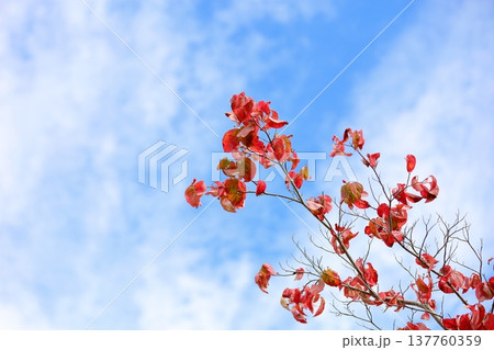 鮮やか紅葉 ハナミズキの葉 鮮やか紅葉 ハナミズキの葉 137760359