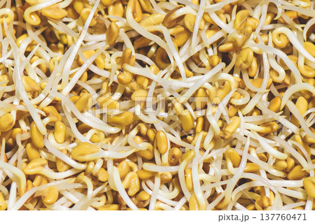 Organic Fenugreek Microgreens Growing in Detail Organic Fenugreek Microgreens Growing in Detail 137760471