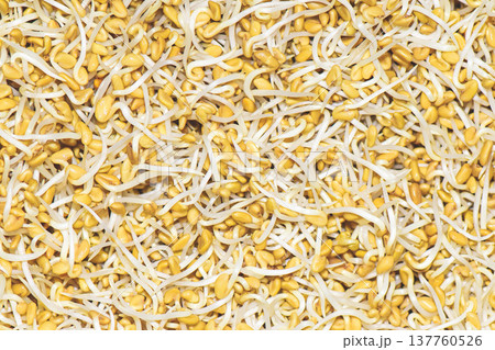 View of Fenugreek Sprouting Seeds and Microgreens 137760526
