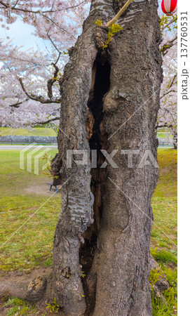 前夜のボヤ騒ぎで幹の内側が黒くすすけてしまった満開の桜の木 (北海道、函館) 前夜のボヤ騒ぎで幹の内側が黒くすすけてしまった満開の桜の木 (北海道、函館) 137760531