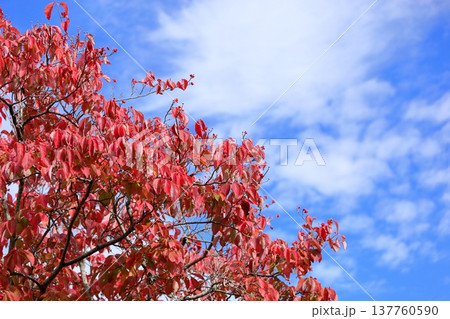 鮮やか紅葉　ハナミズキの葉 137760590