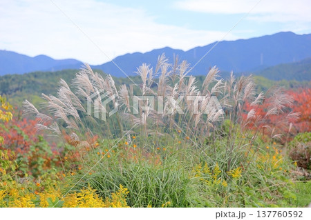 爽やか　ススキの花　秋の七草 137760592