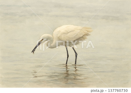 シラサギの捕食 137760730