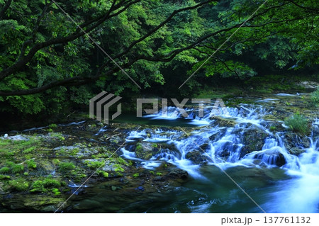 緑の中を流れる清流 137761132