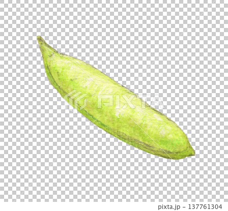 青豆のさや 水彩色鉛筆イラスト 青豆のさや 水彩色鉛筆イラスト 137761304