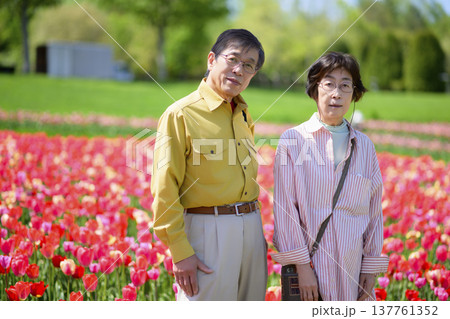 満開のチューリップ畑で記念写真を撮るシニアの夫婦（強化レタッチ） 137761352