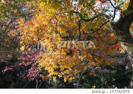 12月のナンキンハゼ・2025年12月 137762078