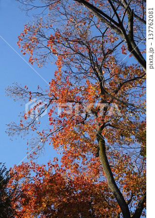 12月のナンキンハゼ・2025年12月 137762081