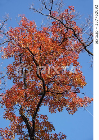 12月のナンキンハゼ・2025年12月 137762092