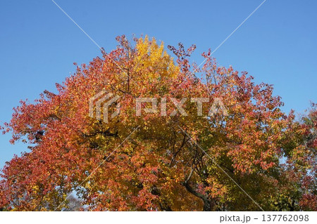 12月のナンキンハゼ・2025年12月 137762098