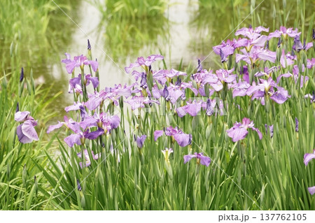 ハナショウブ ハナショウブ 137762105