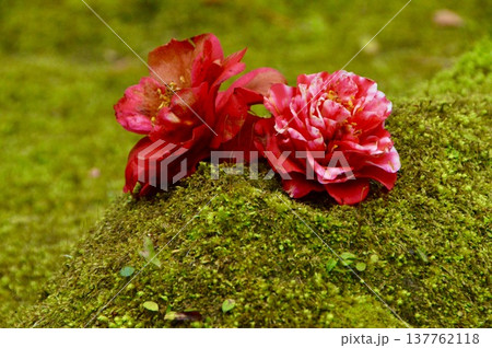 椿の花びら2輪･苔（仙巌園／鹿児島県鹿児島市吉野） 137762118