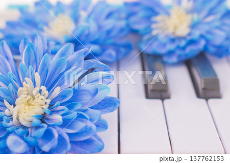 Dyed blue chrysanthemum flowers on piano keys, close up of vibrant colored bouquet on musical instrument keyboard, creative art and harmony concept 137762153