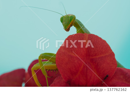 Green European mantis posing and smiling against the background of a red flower Green European mantis posing and smiling against the background of a red flower 137762162