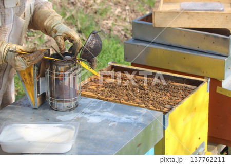 the beekeeper works with bees on honeycomb the beekeeper works with bees on honeycomb 137762211