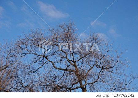 葉を落として実だけになったナンキンハゼ・2025年12月 葉を落として実だけになったナンキンハゼ・2025年12月 137762242