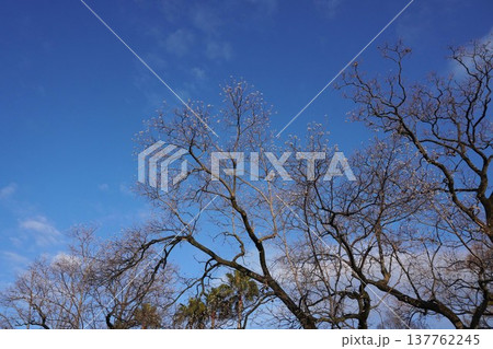 葉を落として実だけになったナンキンハゼ・2025年12月　 137762245