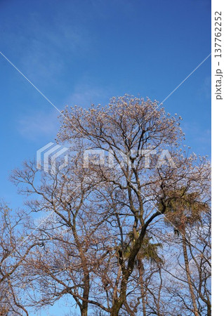 葉を落として実だけになったナンキンハゼ・2025年12月　 137762252