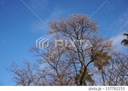 葉を落として実だけになったナンキンハゼ・2025年12月　 137762253