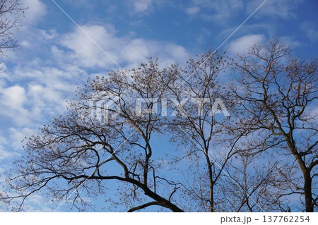 葉を落として実だけになったナンキンハゼ・2025年12月　 137762254