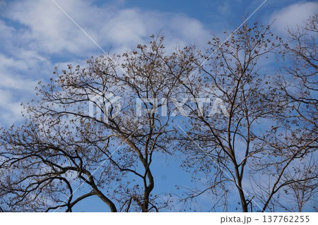 葉を落として実だけになったナンキンハゼ・2025年12月 葉を落として実だけになったナンキンハゼ・2025年12月 137762255