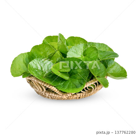 Centella asiatica, Asiatic Pennywort isolated on white background Centella asiatica, Asiatic Pennywort isolated on white background 137762280