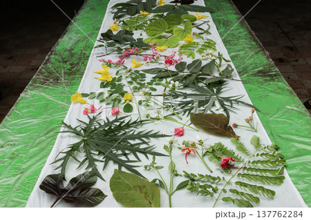Hand-dyed striped fabric designs using eco-printing techniques, using leaves and flowers as backgrounds and abstract seamless textures. 137762284