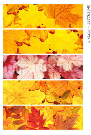 Season of year. Autumn horizontal banner with colourful leaf of maple, rowanberry, birch. Nature collage with fall seasonal scenes. Vibrant leaves of fall. Perfect for showcasing changing seasons Season of year. Autumn horizontal banner with colourful leaf of maple, rowanberry, birch. Nature collage with fall seasonal scenes. Vibrant leaves of fall. Perfect for showcasing changing seasons 137762340
