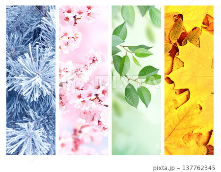 Set of nature banners depicting natural world. Four season of year. Each one features scene of nature, from snow of winter to vibrant leaves of fall. Perfect for showcasing of changing seasons Set of nature banners depicting natural world. Four season of year. Each one features scene of nature, from snow of winter to vibrant leaves of fall. Perfect for showcasing of changing seasons 137762345