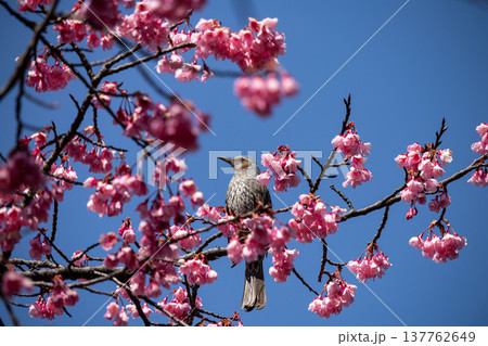 青空と寒緋桜の花に囲まれたヒヨドリ 春の野鳥風景 137762649