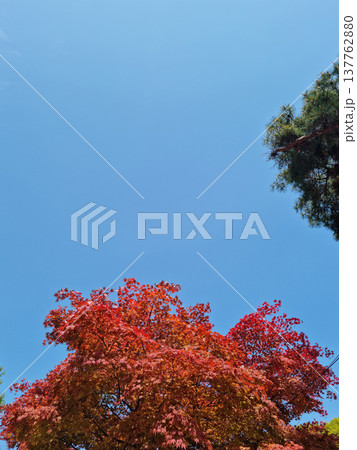 It's the sky and the maple tree It's the sky and the maple tree 137762880