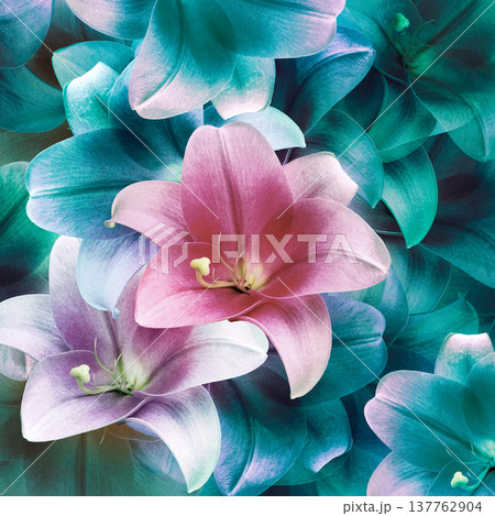 Spring floral background. Bouquet of lilies. Pink flower petals. Close-up. Nature. 137762904