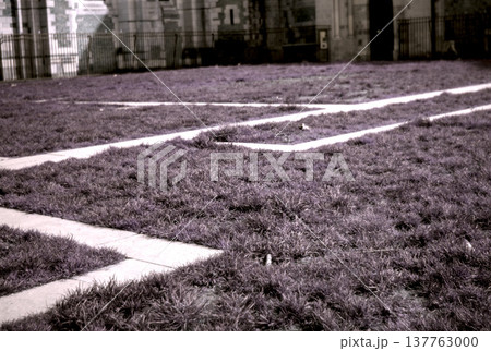 grass in the park 137763000
