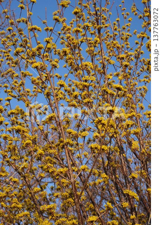 満開のサンシュユの花・2026年3月 満開のサンシュユの花・2026年3月 137763072