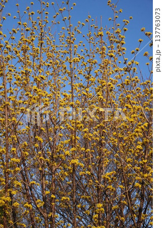 満開のサンシュユの花・2026年3月 満開のサンシュユの花・2026年3月 137763073