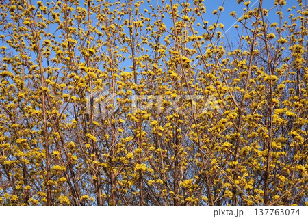満開のサンシュユの花・2026年3月 満開のサンシュユの花・2026年3月 137763074