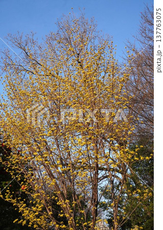 満開のサンシュユの花・2026年3月 満開のサンシュユの花・2026年3月 137763075
