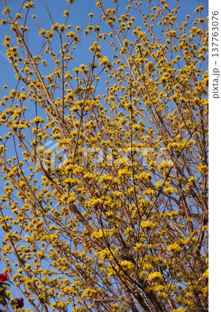 満開のサンシュユの花・2026年3月 満開のサンシュユの花・2026年3月 137763076