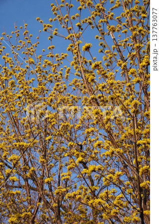 満開のサンシュユの花・2026年3月 満開のサンシュユの花・2026年3月 137763077