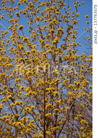 満開のサンシュユの花・2026年3月 137763078