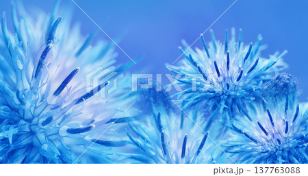 Floral  background. Thorny thistle flower. Closeup.  Nature. 137763088
