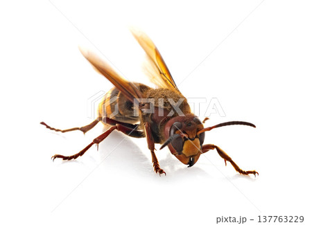 European hornet in studio 137763229