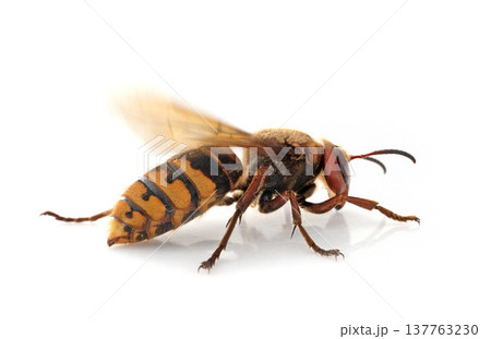 European hornet in studio European hornet in studio 137763230