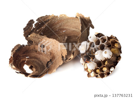 Asian hornet in studio 137763231